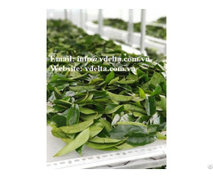 Soursop Leaves From Viet Nam