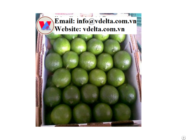 High Quality Fresh Seedless Lime Vdelta