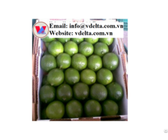 High Quality Fresh Seedless Lime Vdelta