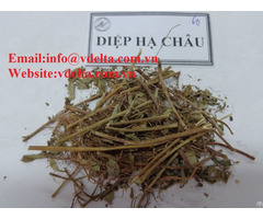 High Quality Dried Phyllanthus Amarus Vdelta