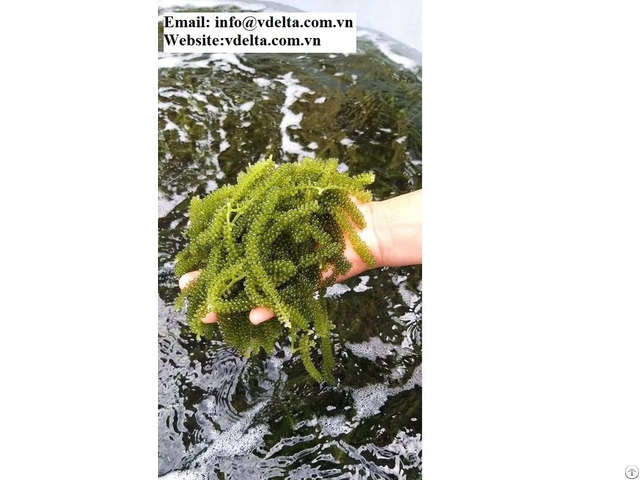 High Quality Sea Grapes Viet Delta