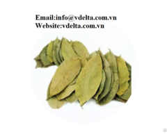 High Quality Dried Soursop Leaves Vdelta