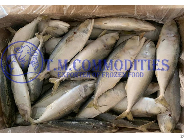 Frozen Indian Mackerel For Sale