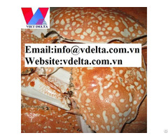 High Quality Dried Crab Shell Vdlelta