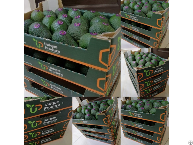 Our New Brand For Moroccan Avocado