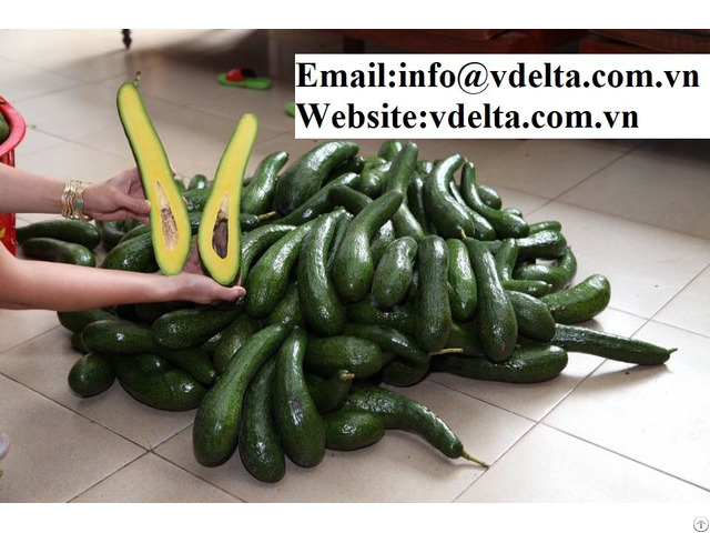 Natural High Quality Frozen Avocado Vdelta