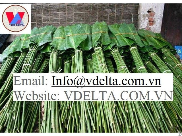 Vietnam Dried Banana Leaf