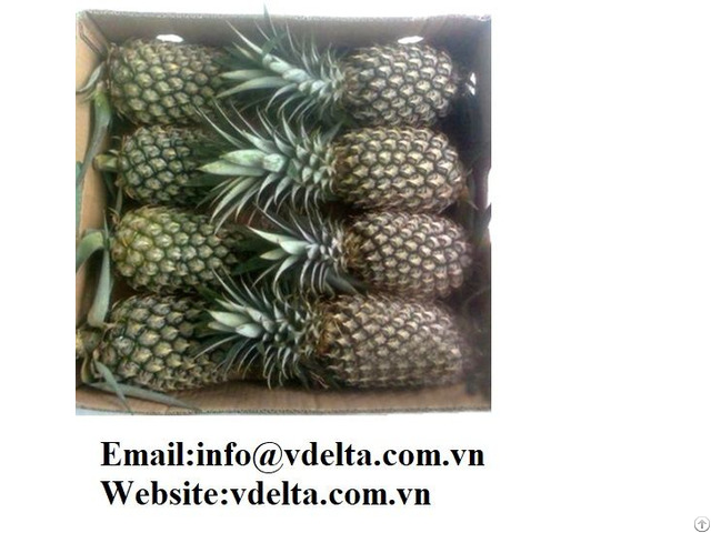 High Quality Fresh Pineapple Viet Delta