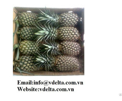High Quality Fresh Pineapple Viet Delta
