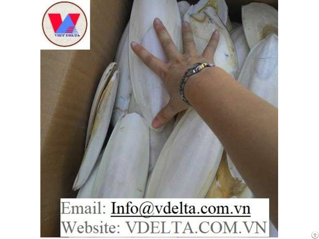 Viet Nam Cuttlefish Bone