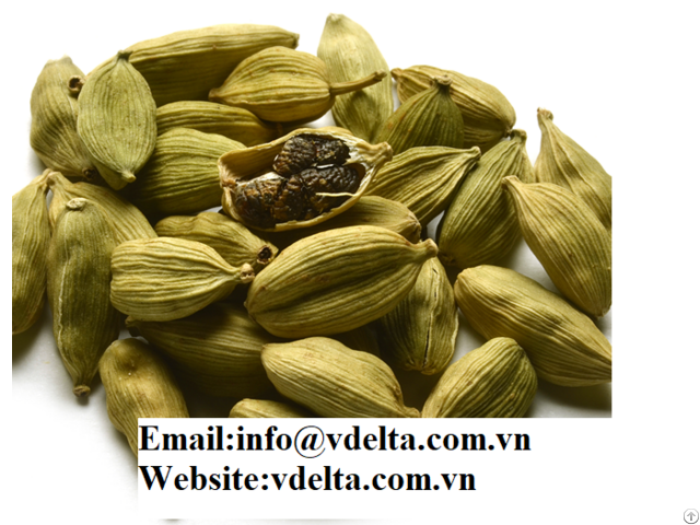 Best Price Green Cardamom From Viet Nam