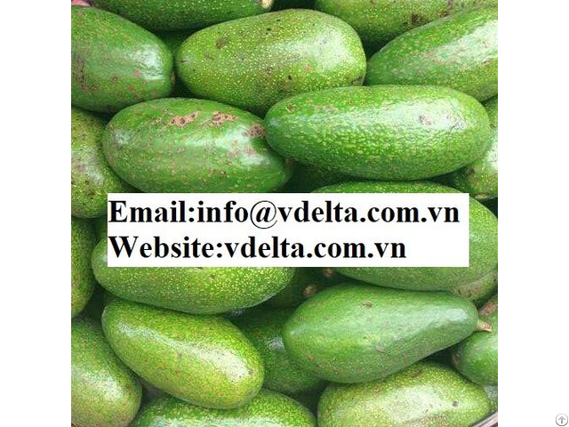 Fresh Avocado From Viet Nam