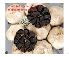 Best Quality Fermented Black Garlic For Export