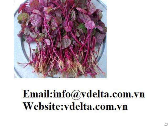 High Quality Amaranthus Seeds Vdelta