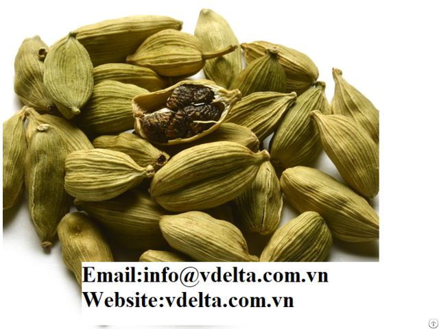 High Quality Green Cardamom Exporter Viet Delta