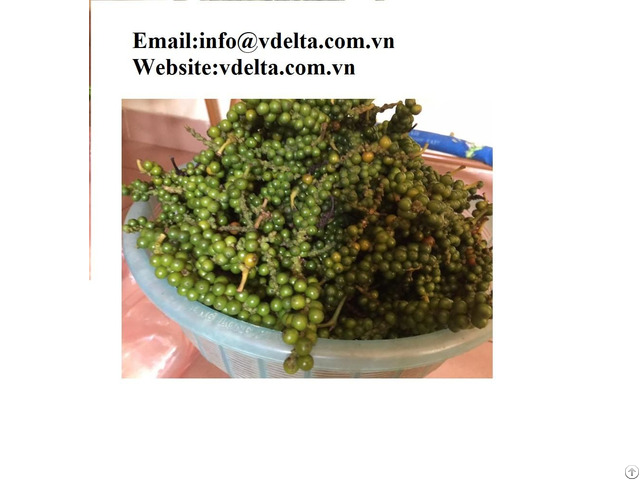 High Quality Green Color Black Pepper Viet Delta