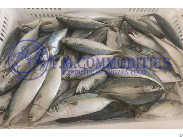 Indian Mackerel Grade A Quality