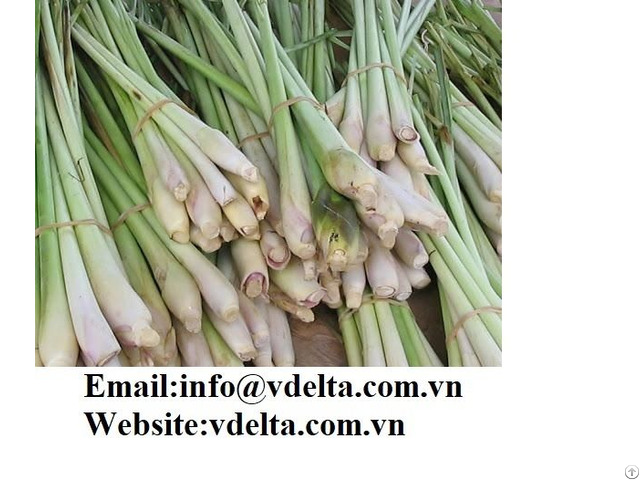 High Quality Fresh Lemongrass From Viet Nam