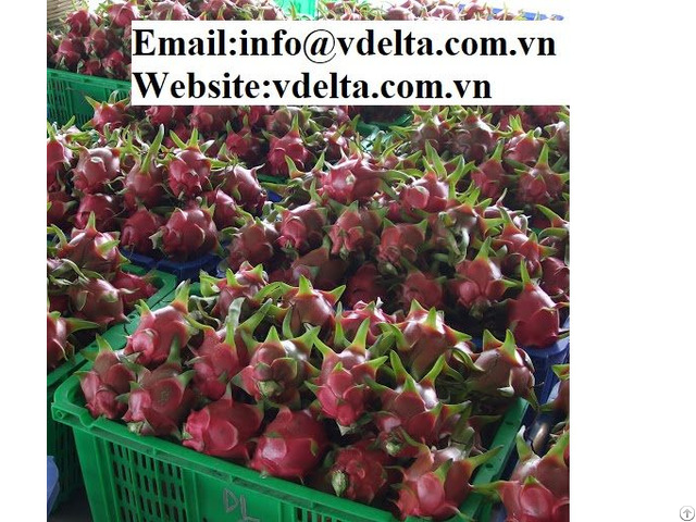 High Quality Fresh Dragon Fruit From Viet Nam