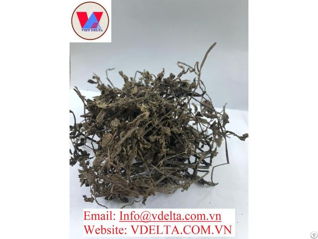 High Quality Dried Black Grass Jelly Leaf From Viet Nam