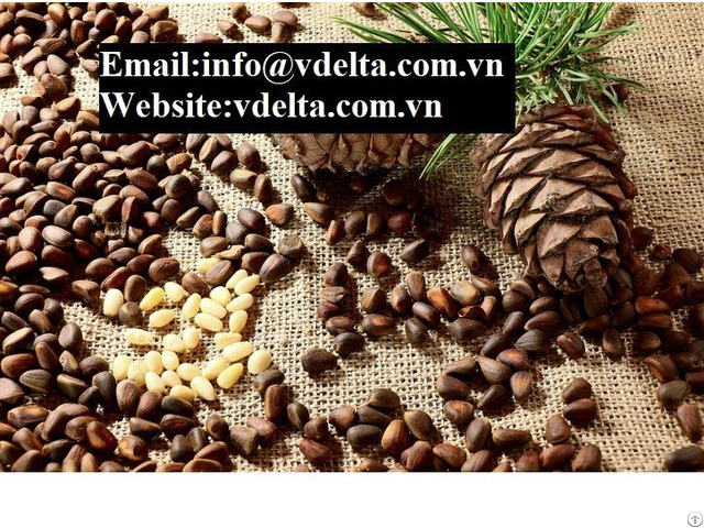 High Quality Pine Nuts Best Prices