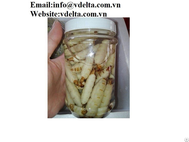 The Best Termite Queen In Wine From Viet Nam