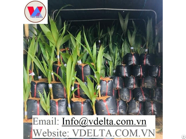 Bes Quality Coconut Plants From Viet Nam