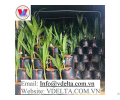 Bes Quality Coconut Plants From Viet Nam