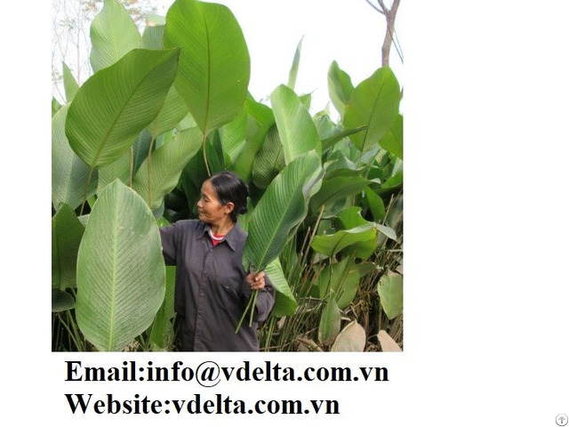 Natural Dong Leaf Good Price Viet Nam