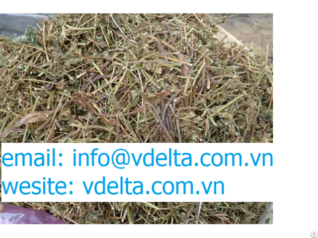 Dried Leaf Passionflower From Viet Nam