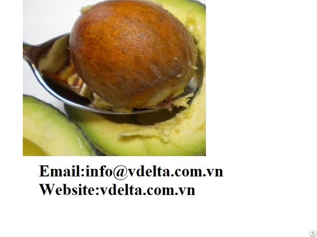 Avocado Seed From With High Quality And Good Price