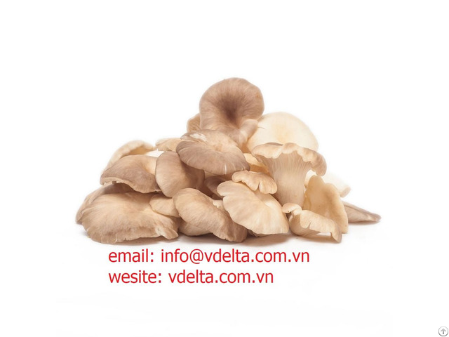 Dried Oyster Mushroom From Viet Nam