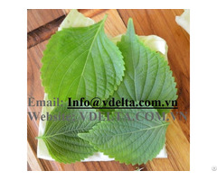 High Quality Green Perilla Leaf From Vietnam