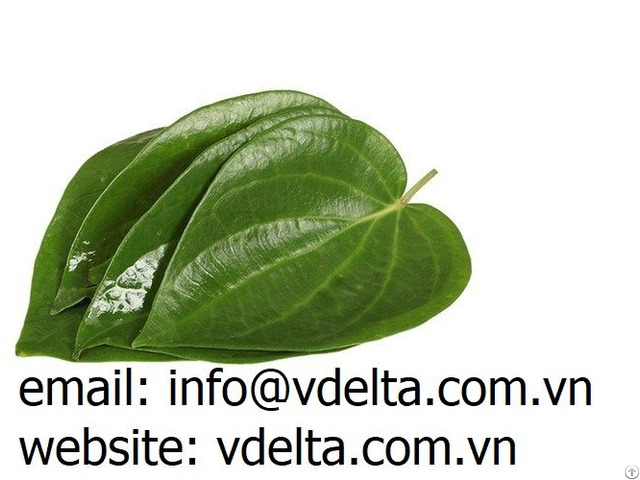 High Quality Paan Leaves Betel From Viet Nam