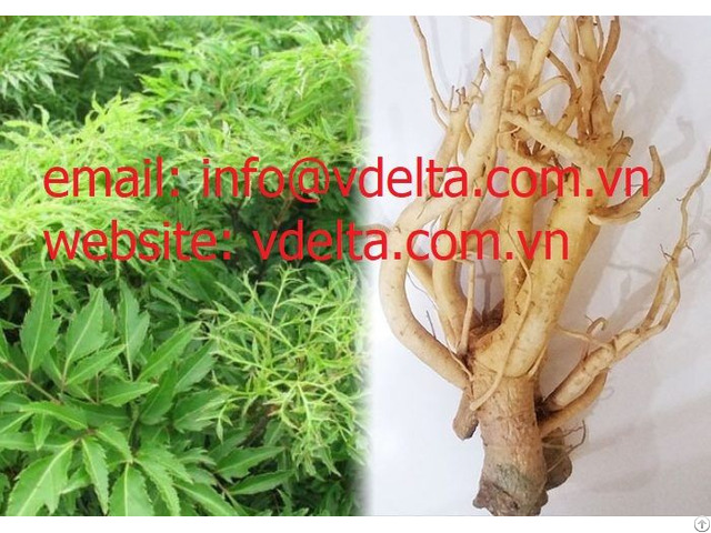 High Quality Polyscias Fruticosa From Viet Nam