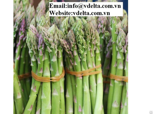 High Quality Fresh Asparagus Viet Nam Best Price