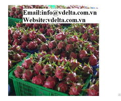 Dragon Fruit With Best Price From Vietnam