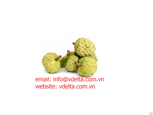 Premium Fresh Soursop Apple Tropical Fruit From Vietnam