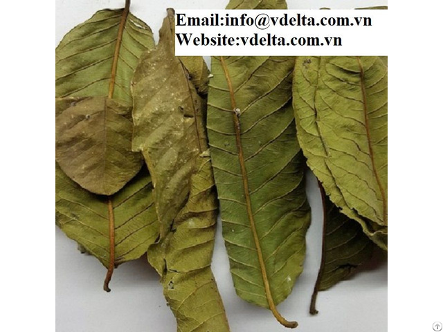 Dried Guava Leaf Best Price