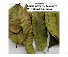 Dried Guava Leaf Best Price
