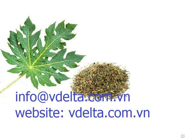 Best Quality Dried Papaya Leaves From Viet Nam