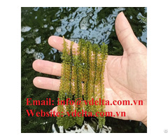 High Quality Natural Sea Grape Green Caviar For Supplement