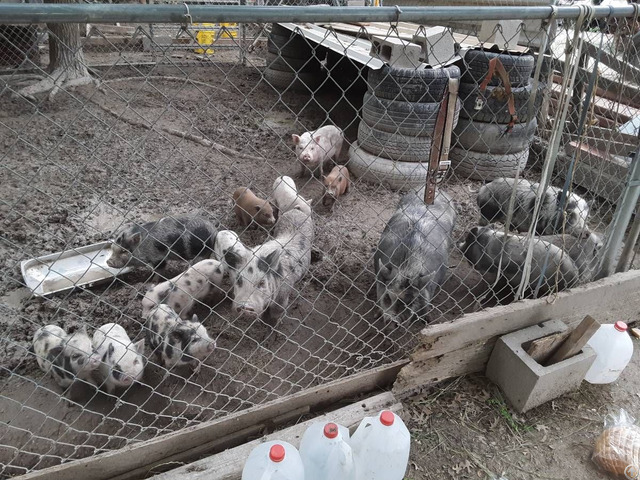 Pigs And Piglets For Sale Whatsapp 27734531381