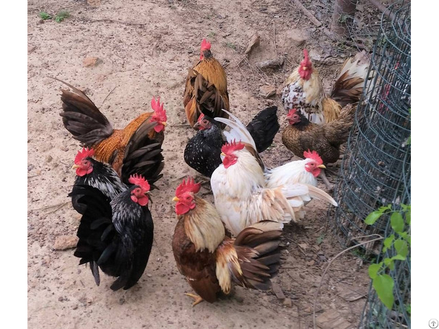 Chickens For Sale Whatsapp 27734531381