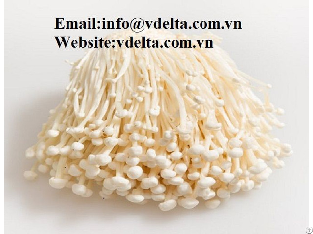 High Quality Fresh Needle Mushroom Best Price Viet Nam