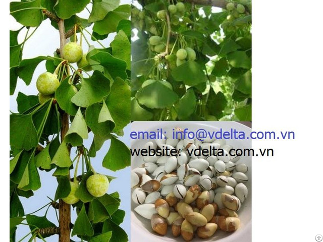 Ginkgo Biloba Extract Powder From Viet Nam