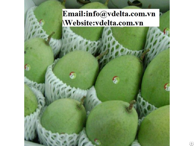 Fresh Mango Cat Chu Best Price Viet Nam