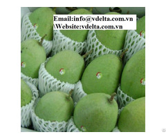 Fresh Mango Cat Chu Best Price Viet Nam