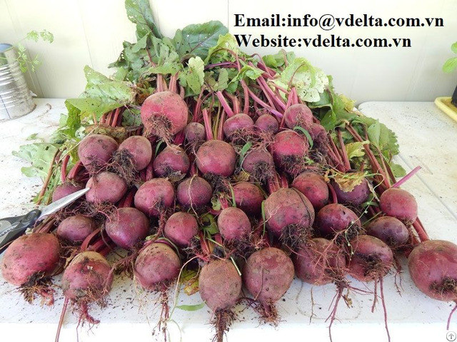 Cheap Frozen Beetroot At A Giant Manufacturer From Vietnam