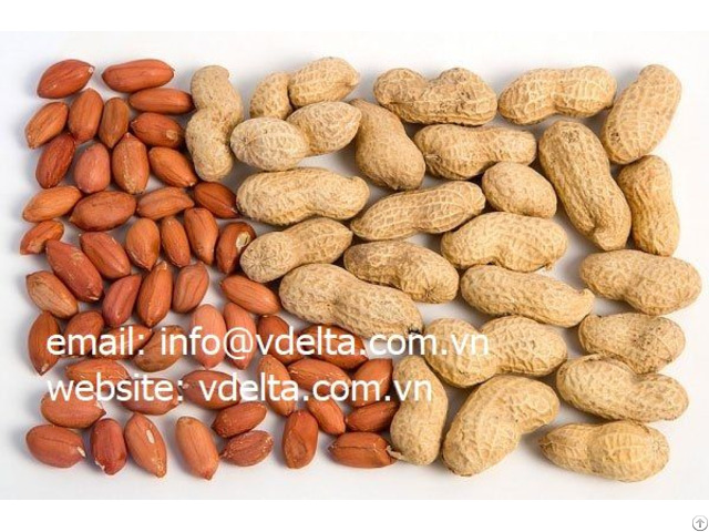 High Quality Peanuts From Viet Nam